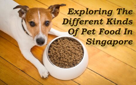 hungry jack russell dog behind food bowl isolated wood background at home and kitchen