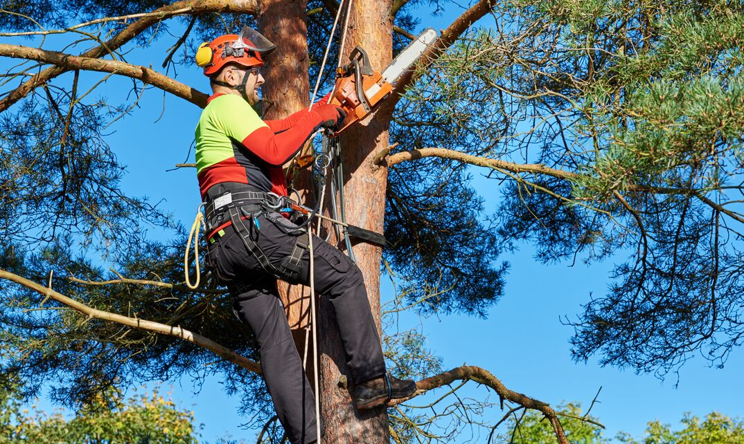 Tree Trimming