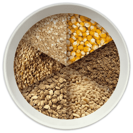 fruit seeds online india