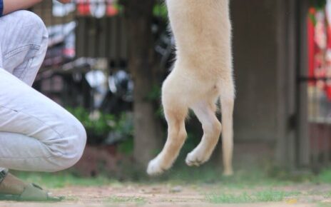 Inhome puppy training Shawnee Mission