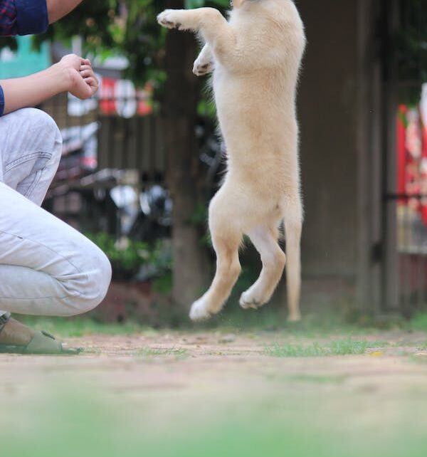 Inhome puppy training Shawnee Mission