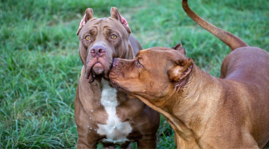 pocket bully breeders near me