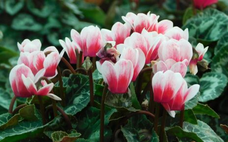 Winter Flowers That Everyone Loves