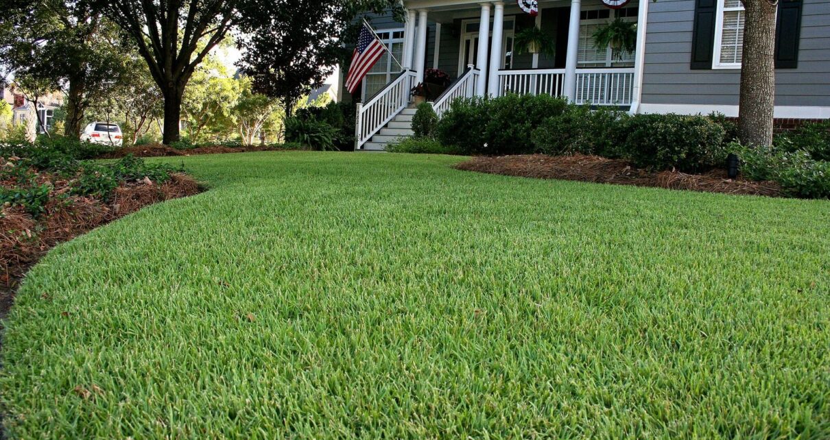 Zoysia sod