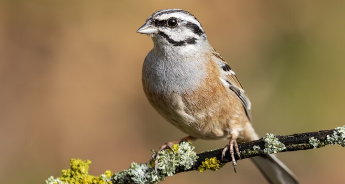 Qinghai birding