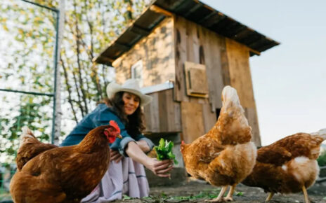Chicken Houses