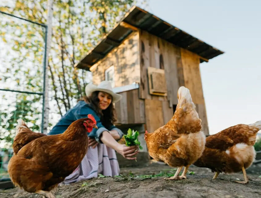 Chicken Houses
