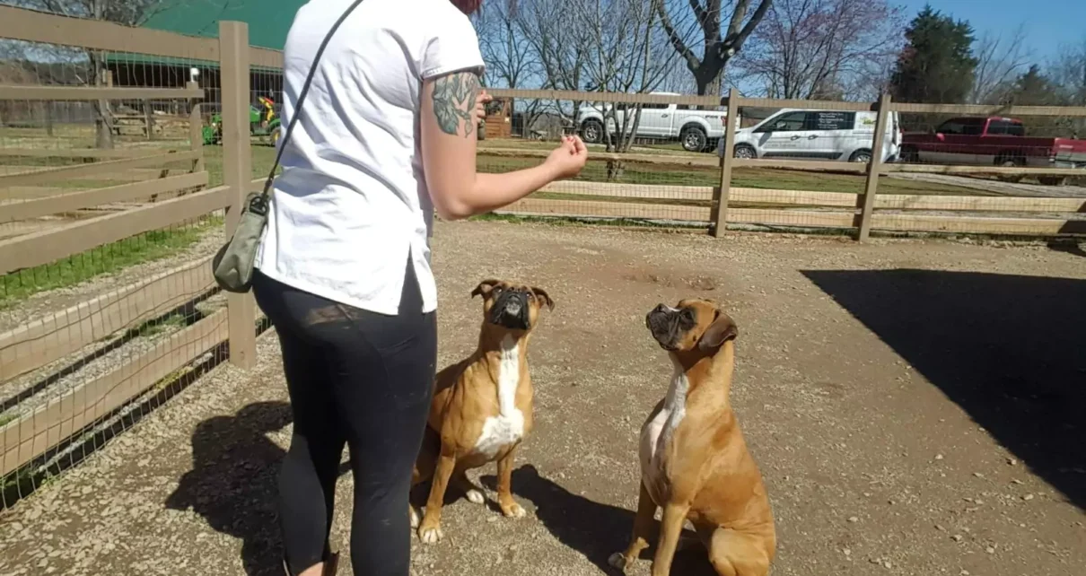 Doggy daycare in FL