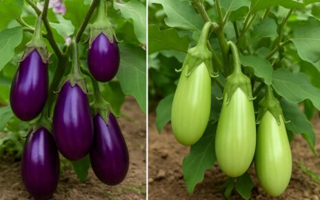 Brinjal
