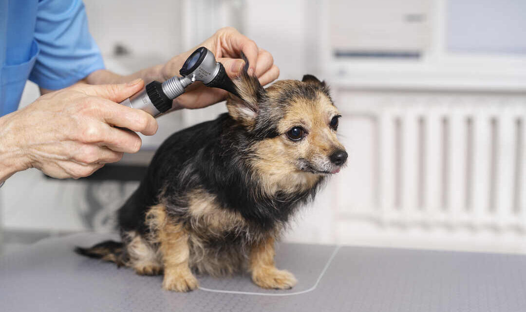 Pet grooming services including mobile pet grooming and rabbit grooming