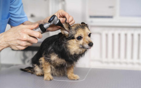 Pet grooming services including mobile pet grooming and rabbit grooming