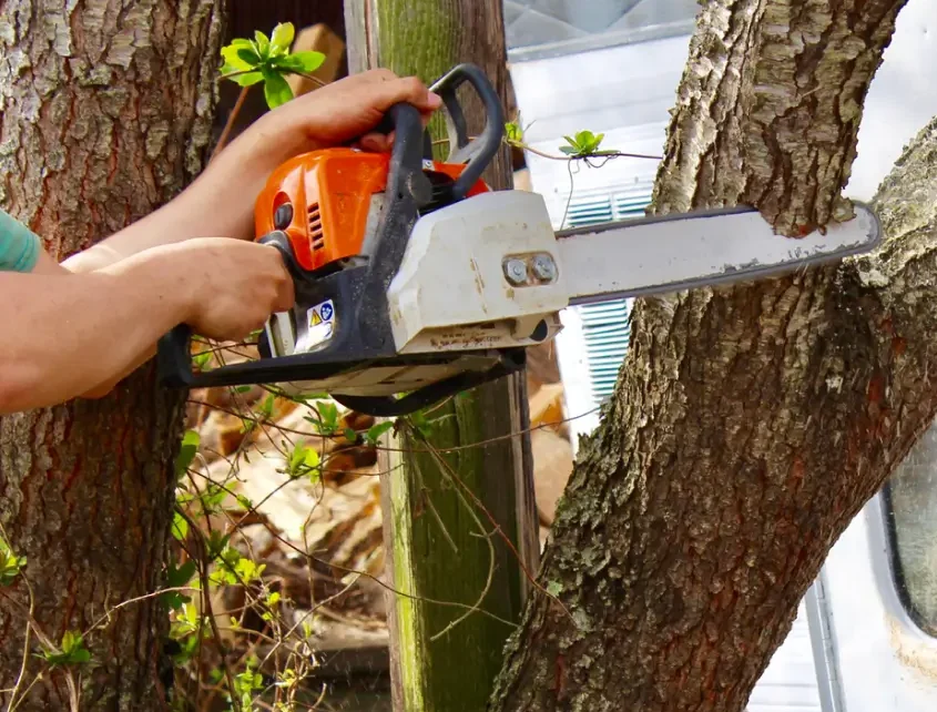 Tree Removal Werribee