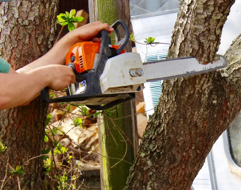 Tree Removal Werribee