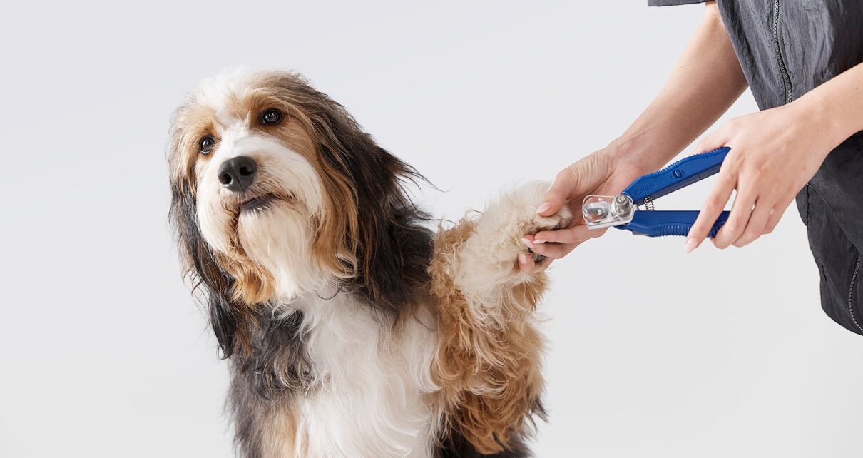 dog grooming
