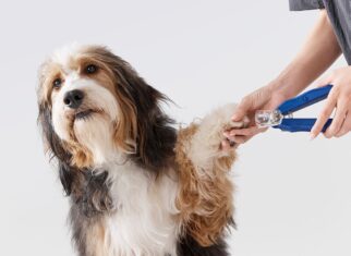 dog grooming