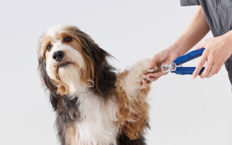 dog grooming