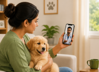 dog ear infection symptoms