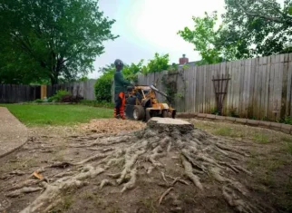 Trusted Storm Damage Tree Removal