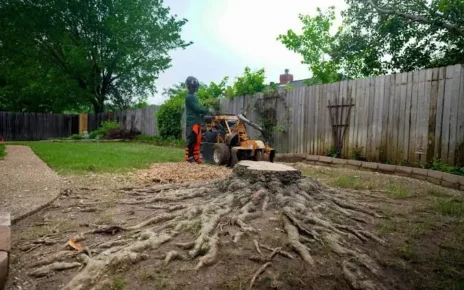 Trusted Storm Damage Tree Removal
