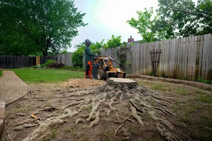 Trusted Storm Damage Tree Removal